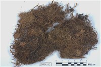 藏品(粗疣裂齒蘚)的圖片